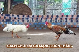 Chinh Phục Đá Gà Sabong Tại WW88 Với Chiến Thuật Bất Bại