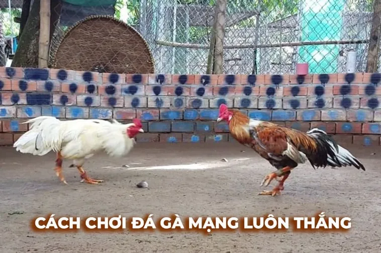Chinh Phục Đá Gà Sabong Tại WW88 Với Chiến Thuật Bất Bại