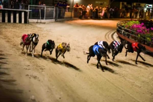 Bí Kíp Soi Kèo Đua Chó WW88 Chuẩn Xác Bách Phát Bách Trúng