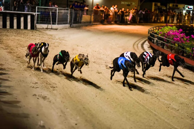 Bí Kíp Soi Kèo Đua Chó WW88 Chuẩn Xác Bách Phát Bách Trúng