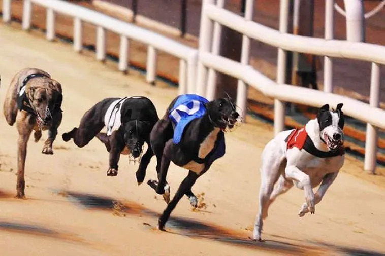 Bí Kíp Soi Kèo Đua Chó WW88 Chuẩn Xác Bách Phát Bách Trúng