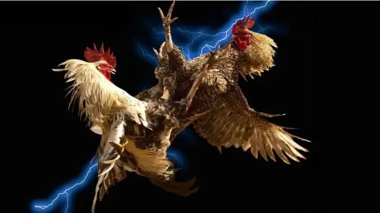 Đá Gà WW88 Đỉnh Cao Trải Nghiệm Cá Cược Không Giới Hạn